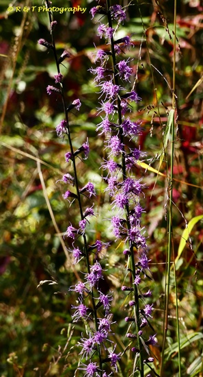 {Liatris elegantula}